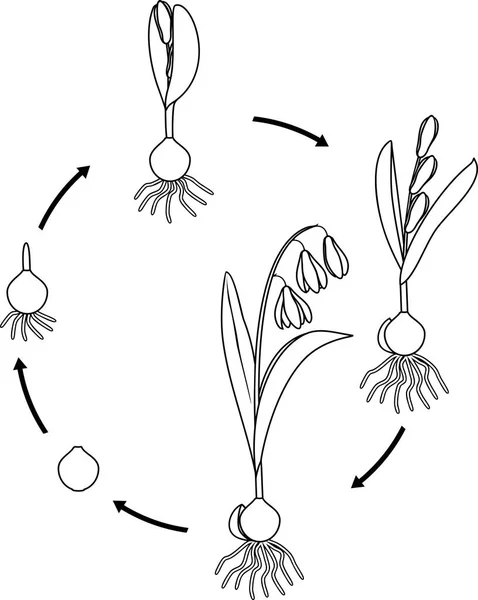 วงจรช ตของสควอชไซบ ยหร Silla Siberica นตอนการเจร ญเต บโตจากหลอดไฟไปย ชดอกท ดอกไม — ภาพเวกเตอร์สต็อก