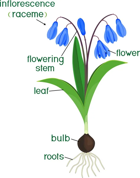 Μέρη Του Φυτού Μορφολογία Της Σιβηρίας Σκιλοκρόμμυδο Scilla Siberica Φυτό — Διανυσματικό Αρχείο