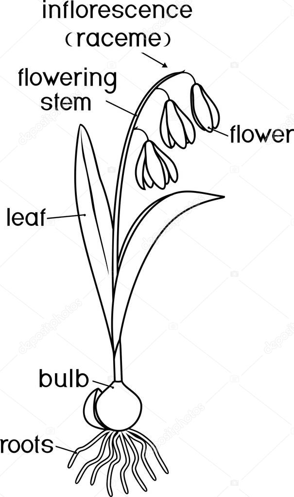 Coloring Page With Parts Of Plant Morphology Of Siberian Squill Or Scilla Siberica Plant With Leaves Flowers Root System And Titles Premium Vector In Adobe Illustrator Ai Ai Format