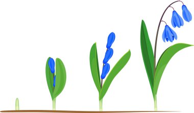 Life cycle of Siberian squill or Scilla siberica. Stages of growth from green sprout to flowering plant with green leaves and blue flowers clipart