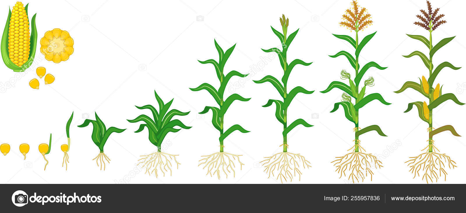 Life Cycle Corn Maize Plant Growth Stages Seeding Flowering Fruiting