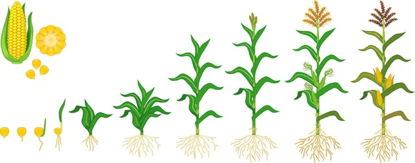 Lebenszyklus Von Mais Mais Wachstumsphasen Von Der Aussaat Bis Zur — Stockvektor