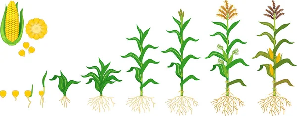 Ciclo Vida Planta Maíz Etapas Crecimiento Desde Siembra Hasta Floración — Archivo Imágenes Vectoriales