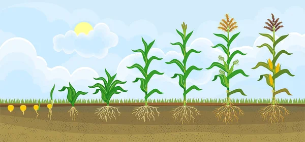 Ciclo Vida Planta Maíz Etapas Crecimiento Desde Siembra Hasta Floración — Archivo Imágenes Vectoriales