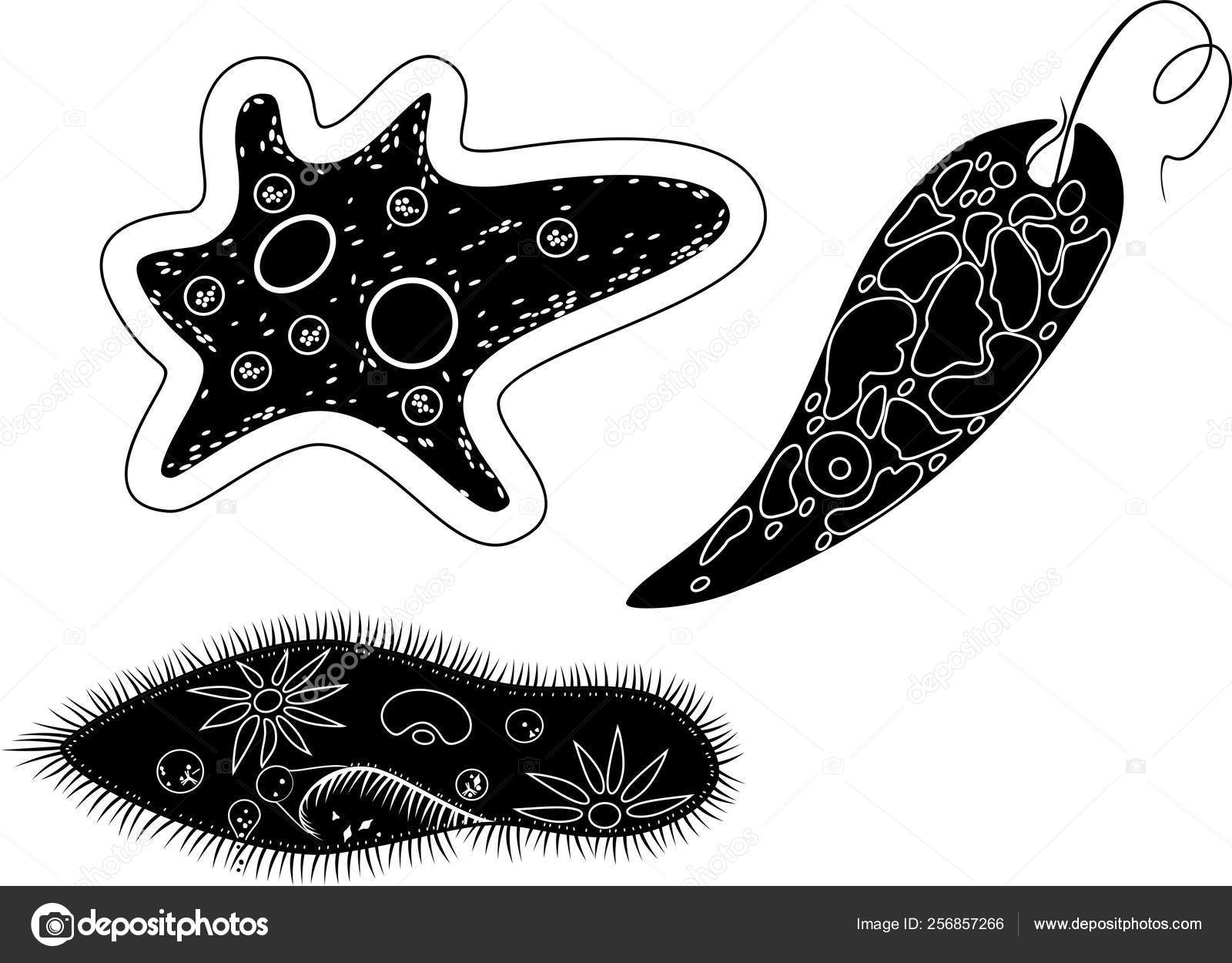 Protozoa >> Set Unicellular Organisms Protozoa Paramecium Caudatum Protozoa >> Set Unicellular Organisms Protozoa Paramecium Caudatum