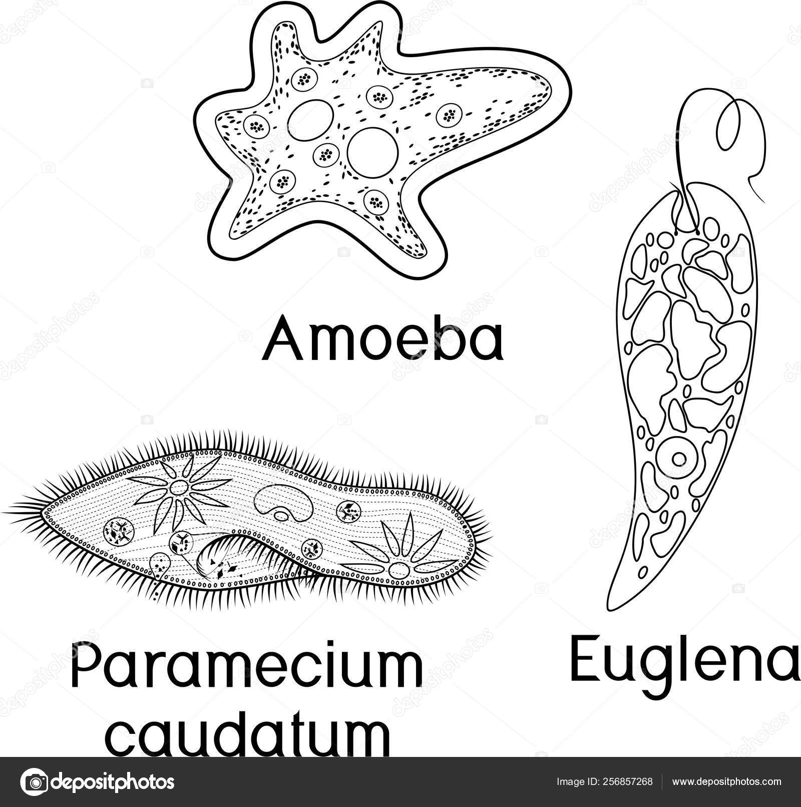 protista amoeba