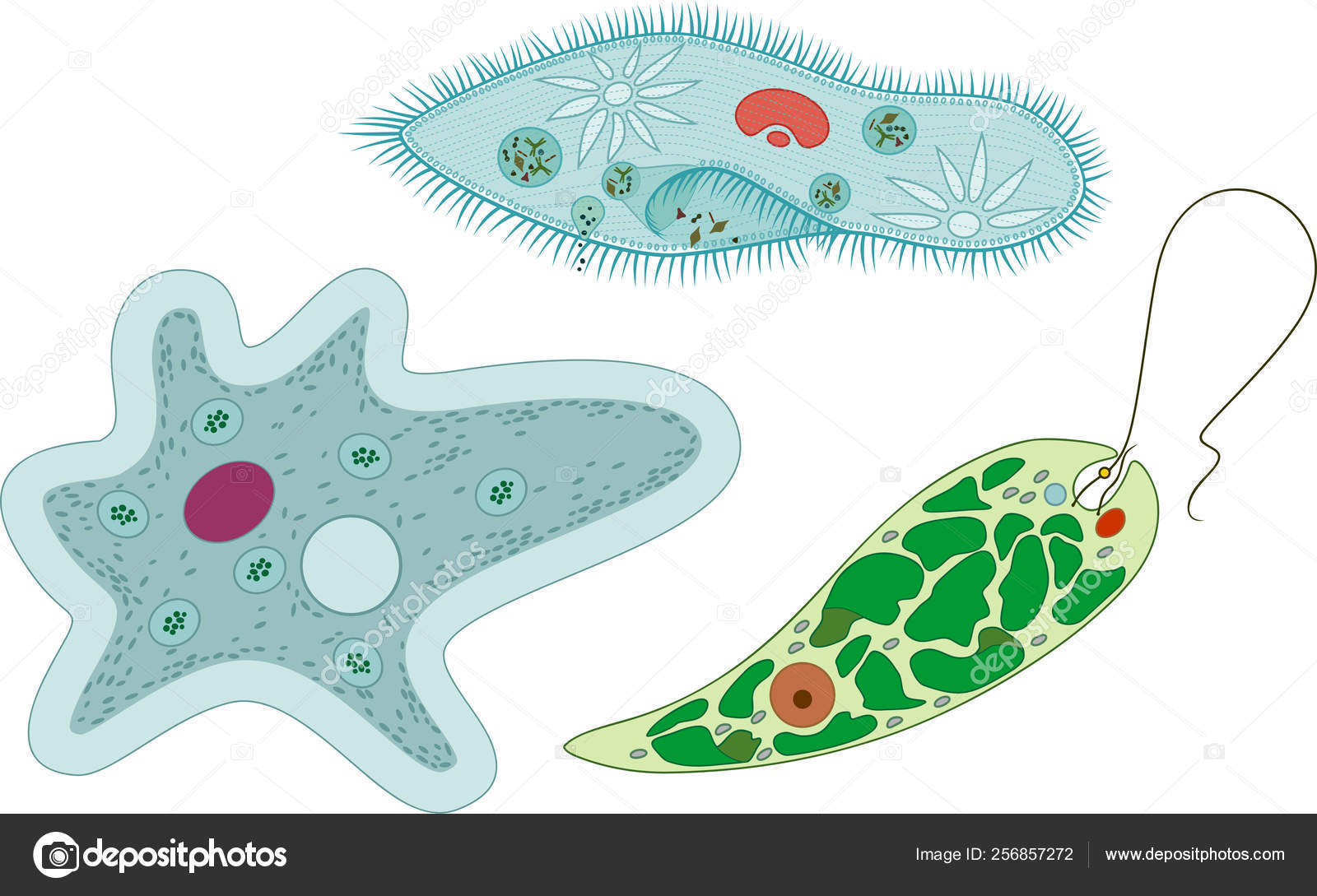 Protozoa >> Set Unicellular Organisms Protozoa Paramecium Caudatum Protozoa >> Set Unicellular Organisms Protozoa Paramecium Caudatum