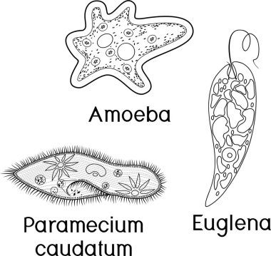 Boyama sayfası. Tek hücreli organizmalar seti (protozoa): Paramecium caudatum, Amoeba proteus ve Euglena viridis