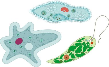 Set of unicellular organisms (protozoa): Paramecium caudatum, Amoeba proteus and Euglena viridis clipart
