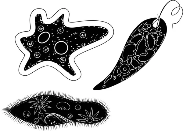 Set Van Unicellulaire Organismen Protozoa Paramecium Caudatum Amoeba Proteus Euglena — Stockvector