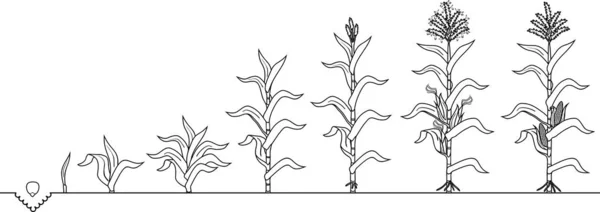 Розмальовка Сторінки Життєвим Циклом Рослини Кукурудзи Кукурудзи Етапи Росту Від — стоковий вектор