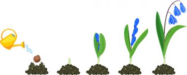 Sibirya squill veya Scilla siberica yaşam döngüsü. Yeşil yaprakları ve mavi çiçekleri ile çiçekli bitki ekim ampul büyüme aşamaları