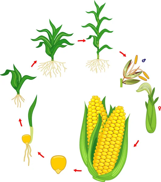 Ciclo Vida Planta Maíz Etapas Crecimiento Semilla Planta Cosecha Aisladas — Vector de stock