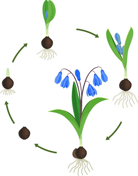 Жизненный Цикл Сибирского Сквилла Сиберика Этапы Роста Луковицы Цветущего Растения — стоковый вектор