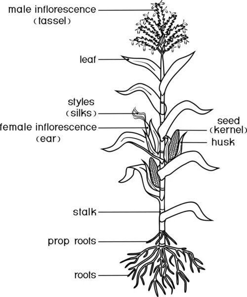 Disegno Colorare Con Parti Pianta Morfologia Della Pianta Mais Con — Vettoriale Stock