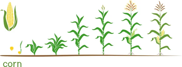 トウモロコシ トウモロコシ 植物のライフサイクル 種子から開花 植物の成長段階は 白い背景に分離 — ストックベクタ