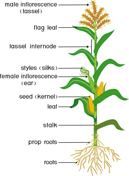 Parties Plante Morphologie Maïs Maïs Plante Feuilles Vertes Système Racinaire — Image vectorielle