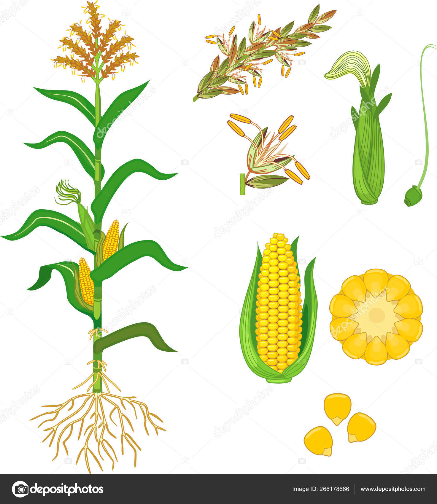Corn: Unveiling The Anatomy Of A Plant From Kernel To Stalk