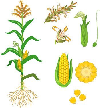 Parts of plant. Morphology of corn (maize) plant with green leaves, root system, fruits and flowers isolated on white background clipart
