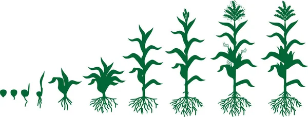 Životní Cyklus Kukuřičného Kukuřičného Závodu Stupně Růstu Osiva Kvetoucí Ovocné — Stockový vektor