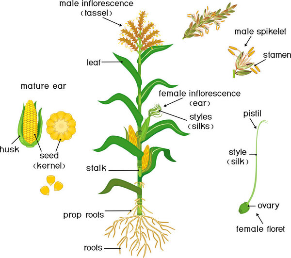 Parts of plant. Morphology of corn (maize) plant with green leaves, root system, fruits and flowers isolated on white background with titles