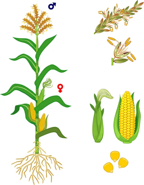 Pflanzenteile Morphologie Von Mais Mais Pflanze Mit Grünen Blättern Wurzelsystem — Stockvektor