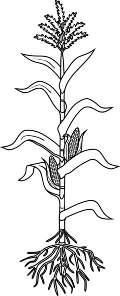 Kleurplaat Pagina Met Maïs Maïs Plant Met Bladeren Wortelsysteem Rijpe — Stockvector