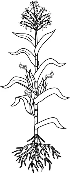 Dibujo Para Colorear Con Maíz Maíz Planta Con Hojas Sistema — Vector de stock