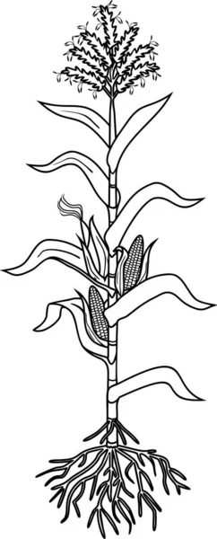 Цветовая Страница Кукурузой Кукурузой Растение Листьями Корневая Система Спелые Фрукты — стоковый вектор