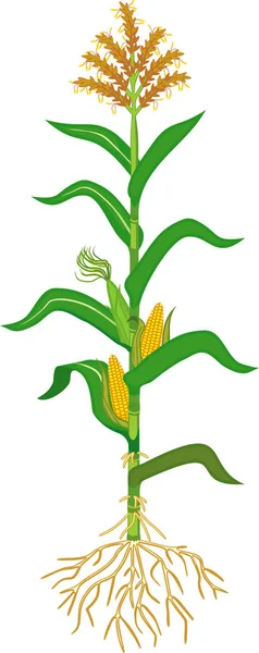 Corn Maize Plant Green Leaves Root System Ripe Fruits Flowers — Stock Vector