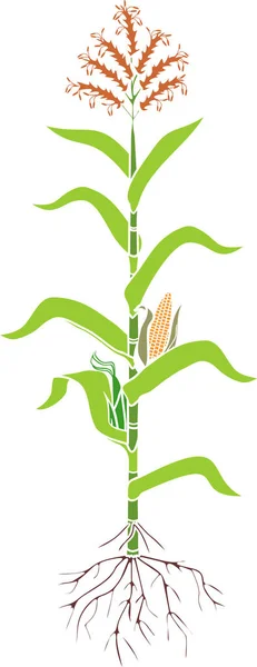 Кукуруза Кукуруза Растение Зелеными Листьями Корневая Система Спелые Фрукты Цветы — стоковый вектор