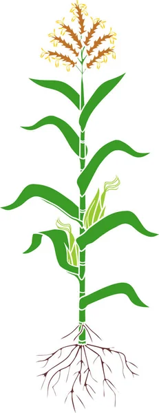 Kukuřičná Rostlina Zelenými Listy Kořenový Systém Plody Izolované Bílém Pozadí — Stockový vektor