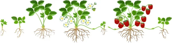 Életciklusa Szamóca Izolált Fehér Háttér Növény Növekedési Szakaszban Vetőmag Eper — Stock Vector