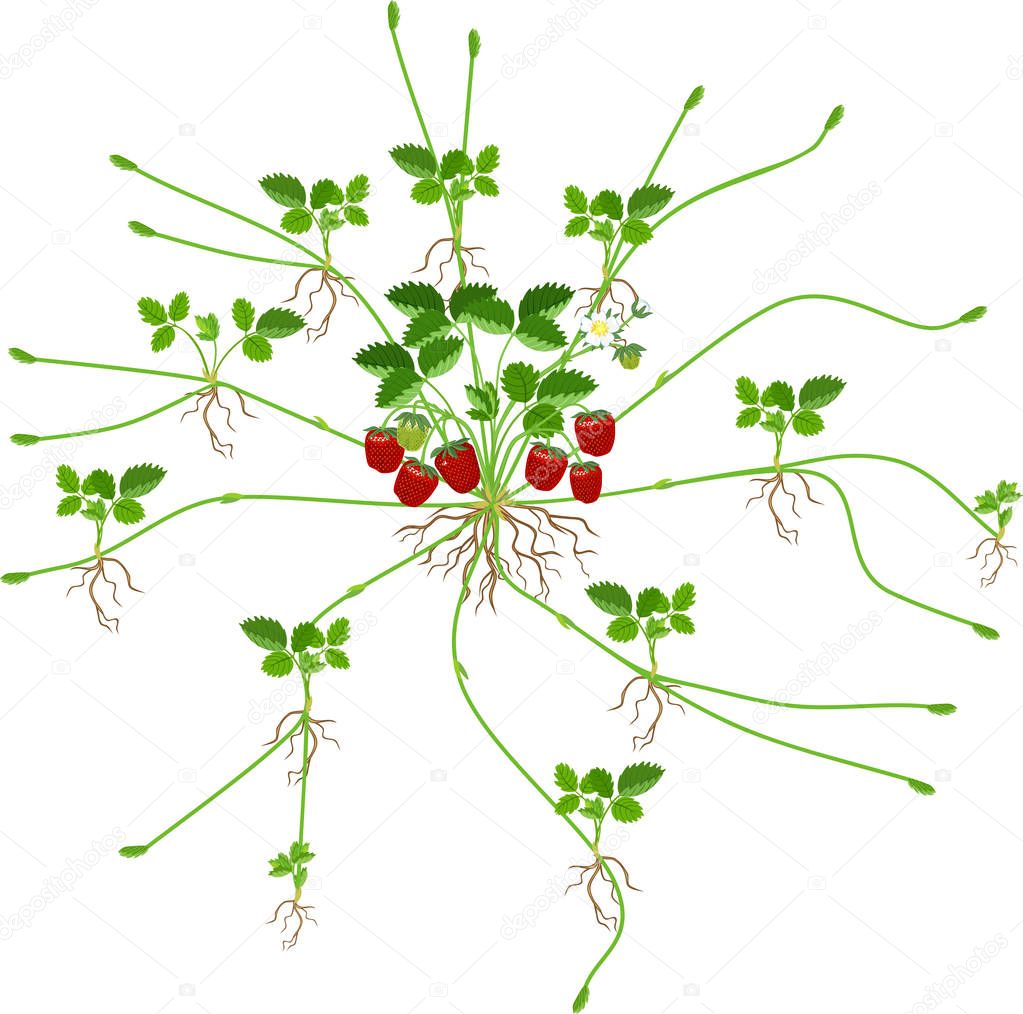 Strawberry plant with roots, flowers, fruits, numerous stolons and daughter plants isolated on white background. Vegetative reproduction