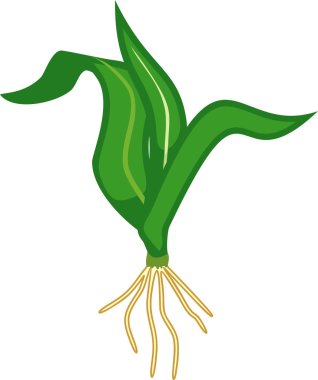 Beyaz arka planda izole yeşil yaprakları ve kök sistemi ile genç Mısır (Mısırlı) bitki