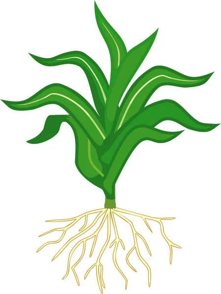 Φυτό Νεαρό Καλαμπόκι Αραβόσιτος Πράσινα Φύλλα Και Ριζικό Σύστημα Απομονώνεται — Διανυσματικό Αρχείο