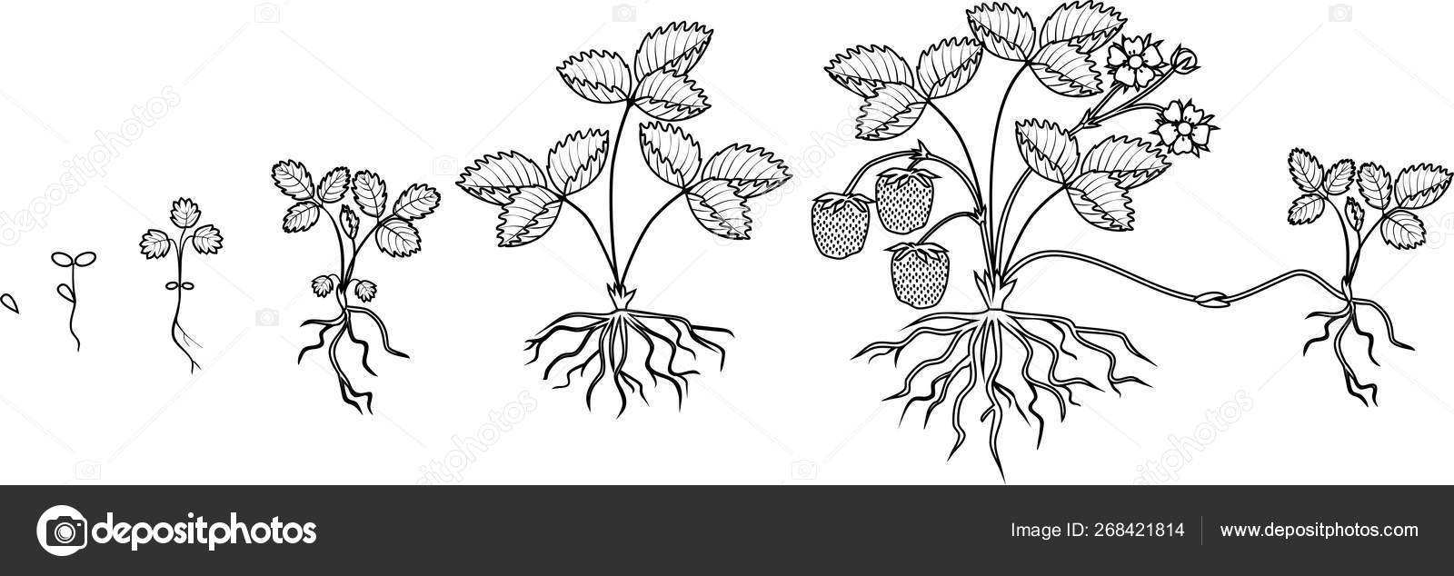 peanut plant coloring page