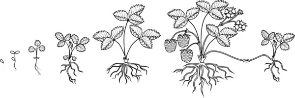 着色页与草莓的生命周期隔离在白色背景 植物生长阶段 从种子到草莓植物与成熟的浆果 — 图库矢量图片