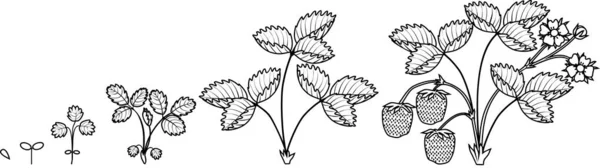 Desenho Para Colorir Com Ciclo Vida Morango Isolado Sobre Fundo —  Vetores de Stock