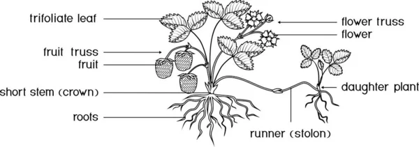 Pagina Colorat Părți Ale Plantei Morfologia Plantei Căpșuni Grădină Rădăcini — Vector de stoc