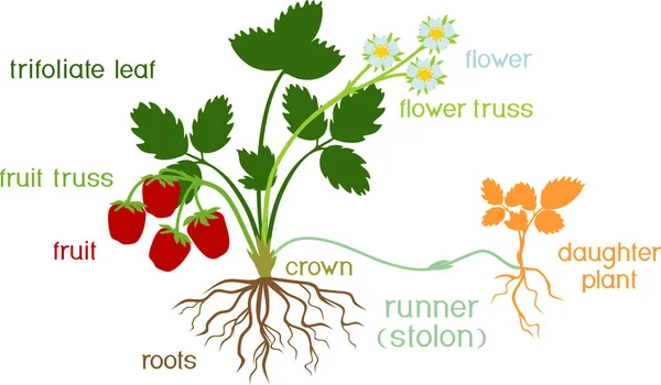 Delar Anläggningen Morfologi Trädgård Jordgubbs Växt Med Rötter Blommor Frukter — Stock vektor