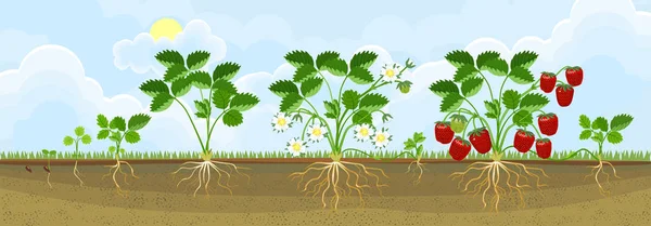 Életciklusa Eper Növény Növekedési Szakaszban Vetőmag Földieper Növény Érett Piros — Stock Vector