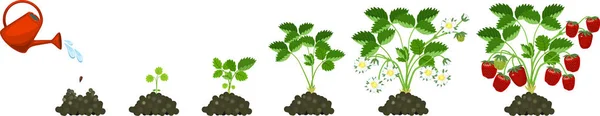 Livscykel Jordgubb Isolerad Vit Bakgrund Växttillväxt Skede Från Frö Till — Stock vektor