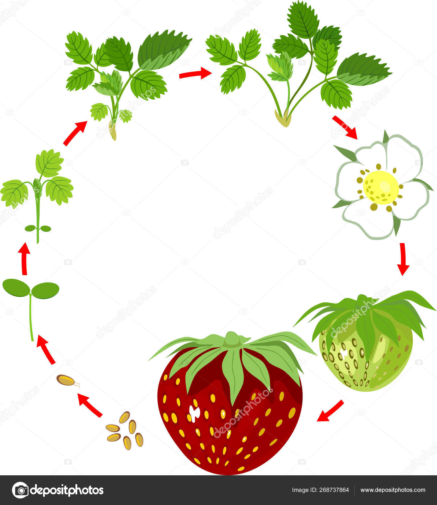 Free Free Plant Life Cycle Svg 578 SVG PNG EPS DXF File