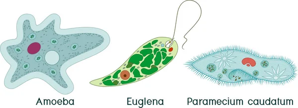 Conjunto Organismos Unicelulares Protozoos Paramecium Caudatum Amoeba Proteus Euglena Viridis — Archivo Imágenes Vectoriales