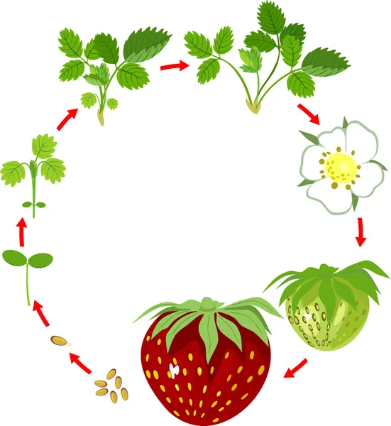 Life Cycle Strawberry Plant Growth Stage Seed Strawberry Plant Ripe — Stock Vector