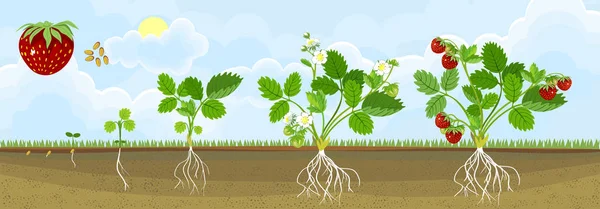 Ciclo Vida Morango Estágio Crescimento Vegetal Semente Planta Morango Com —  Vetores de Stock
