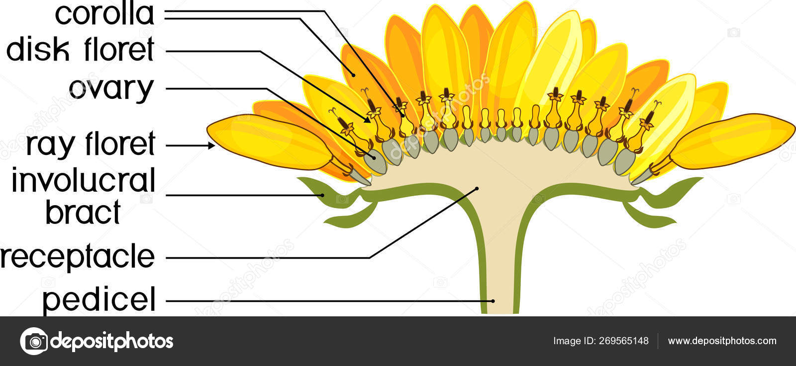Structure Flower Sunflower Cross Section Diagram Flower Head