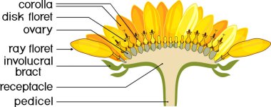 Structure of flower of sunflower in cross section. Diagram of flower head or pseudanthium. Parts of sunflower with titles clipart