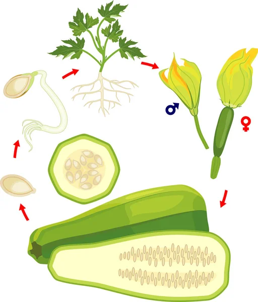 Livscykel Zucchini Växt Tillväxt Stadier Från Utsäde Till Gröna Växter — Stock vektor